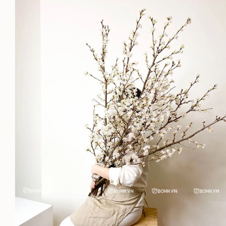 Hoa Anh Đào Sakura: Ý Nghĩa Biểu Tượng Sâu Sắc và Vẻ Đẹp Mùa Xuân
