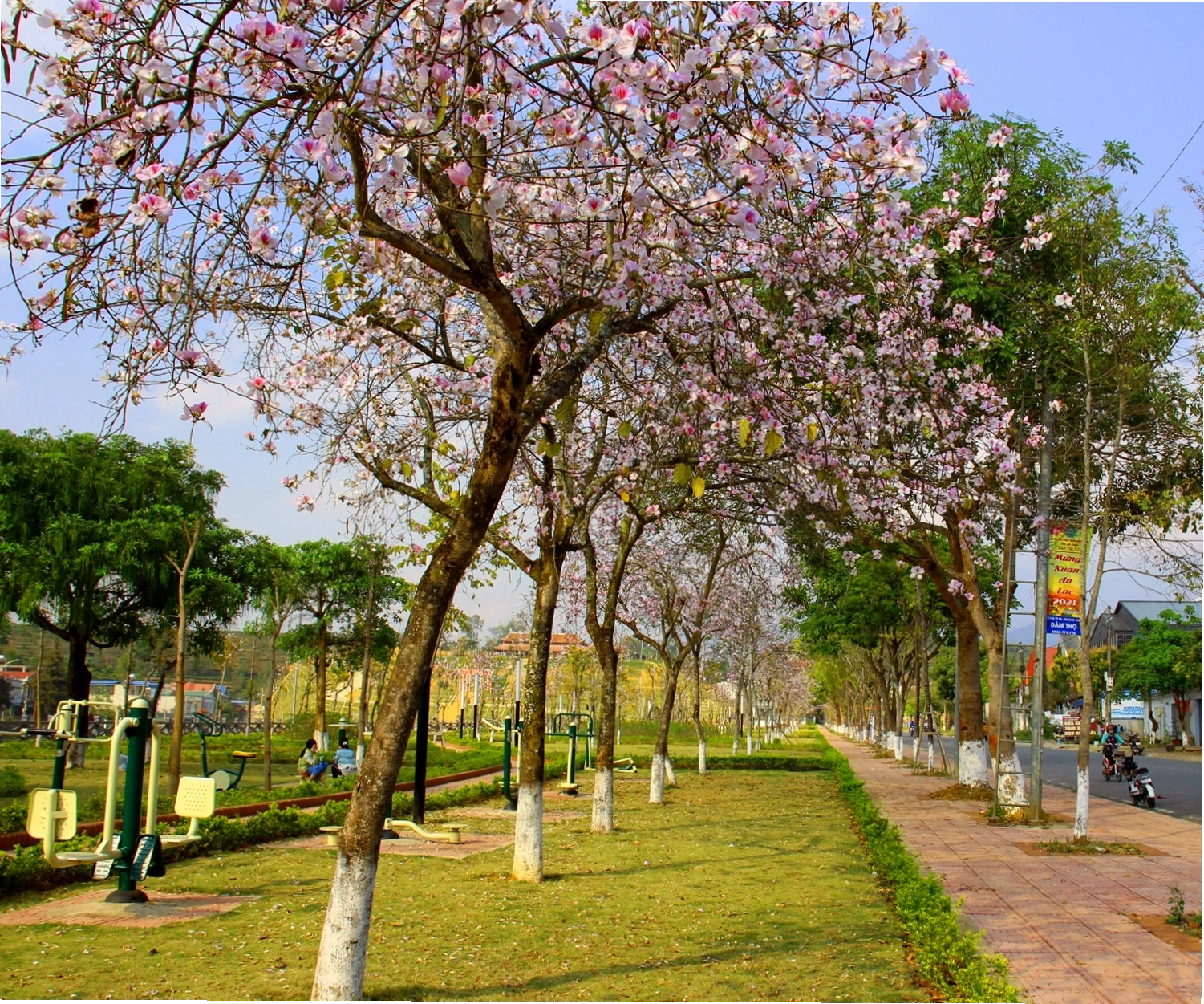 Hoa ban khoe sắc khắp nẻo đường Lai Châu