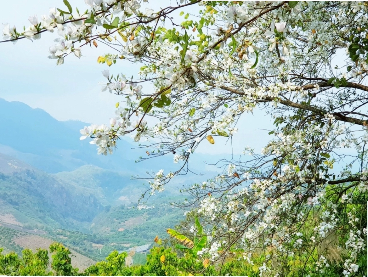 Hoa ban Mộc Châu vào mùa nở rộ