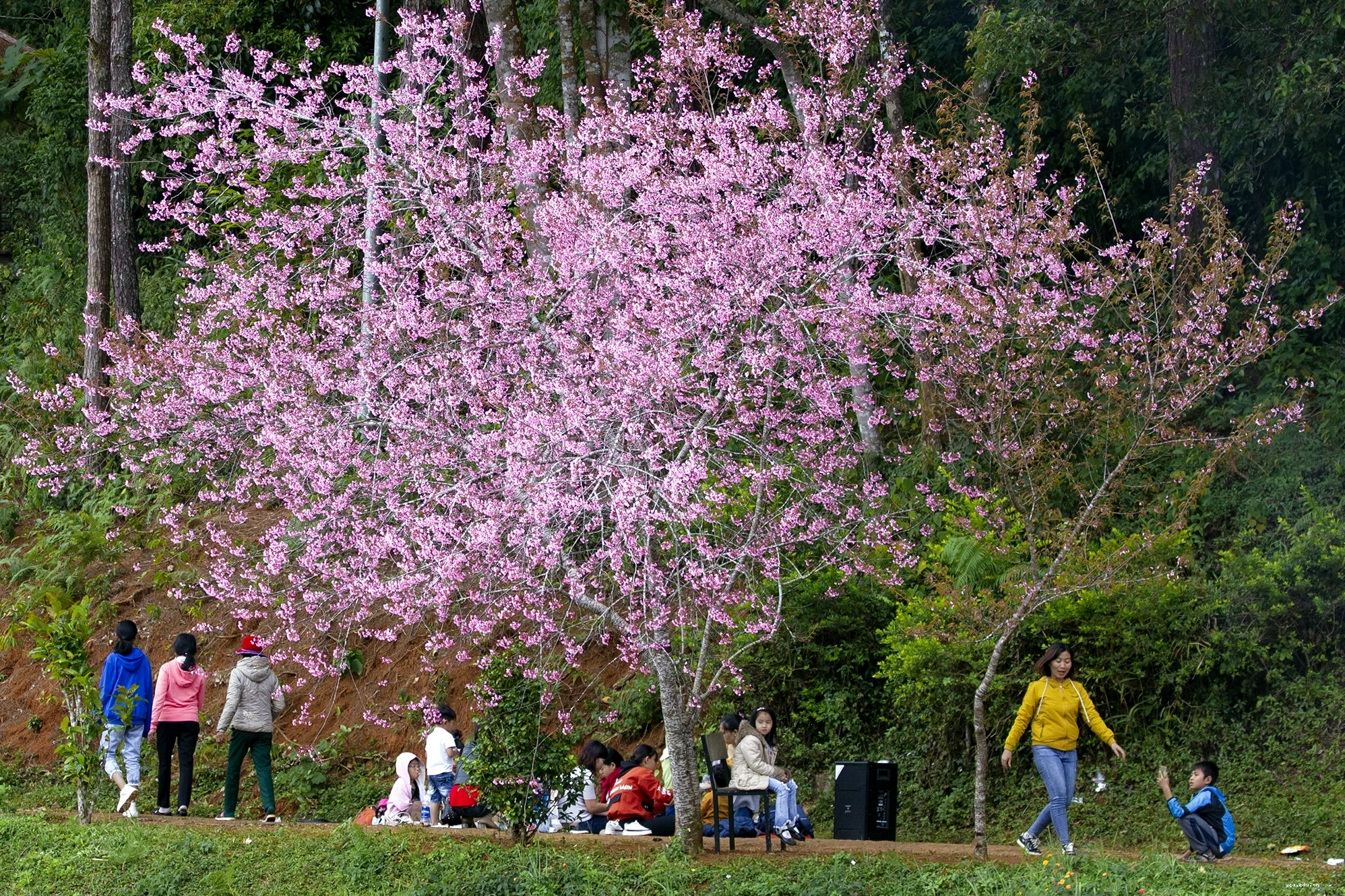 Hoa ban tím Măng Đen