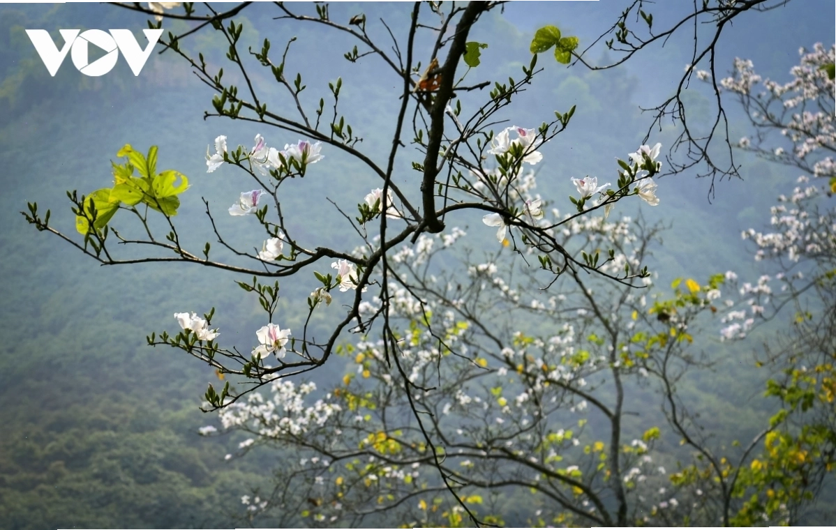 Hoa ban trắng nở rộ vào mùa xuân