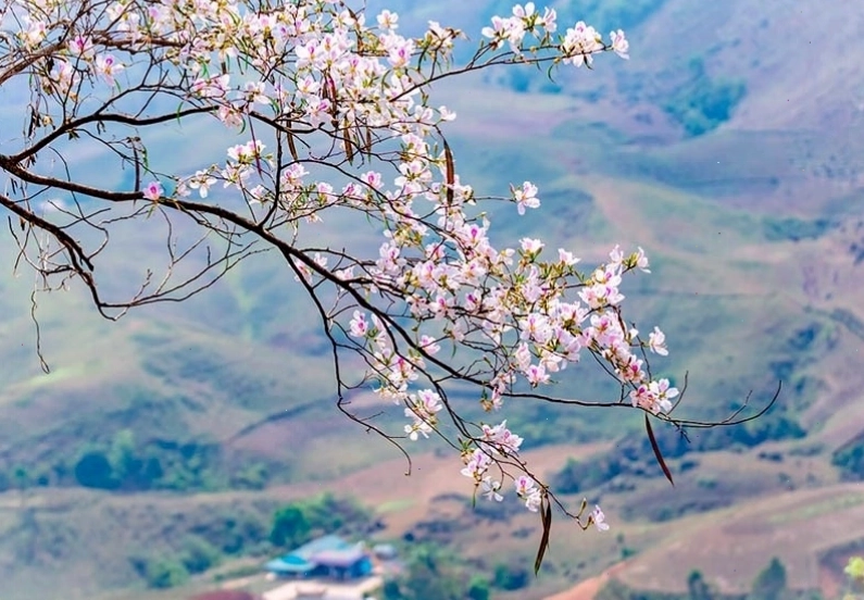 Hoa ban trắng rực rỡ trên sườn đồi Tây Bắc vào mùa xuân