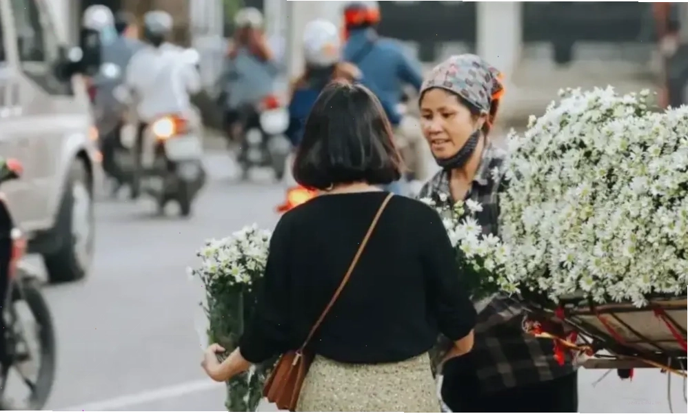 Hoa cúc họa mi trắng tinh khôi dưới ánh nắng