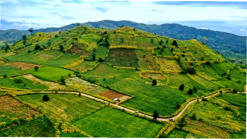 Hoa dã quỳ nở vàng rực dọc hai bên đường dẫn lên núi lửa Chư Đang Ya