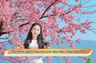 Hoa Đào Mộc Châu Nở Tháng Mấy? Khám Phá Vẻ Đẹp Rực Rỡ Giữa Núi Rừng Tây Bắc