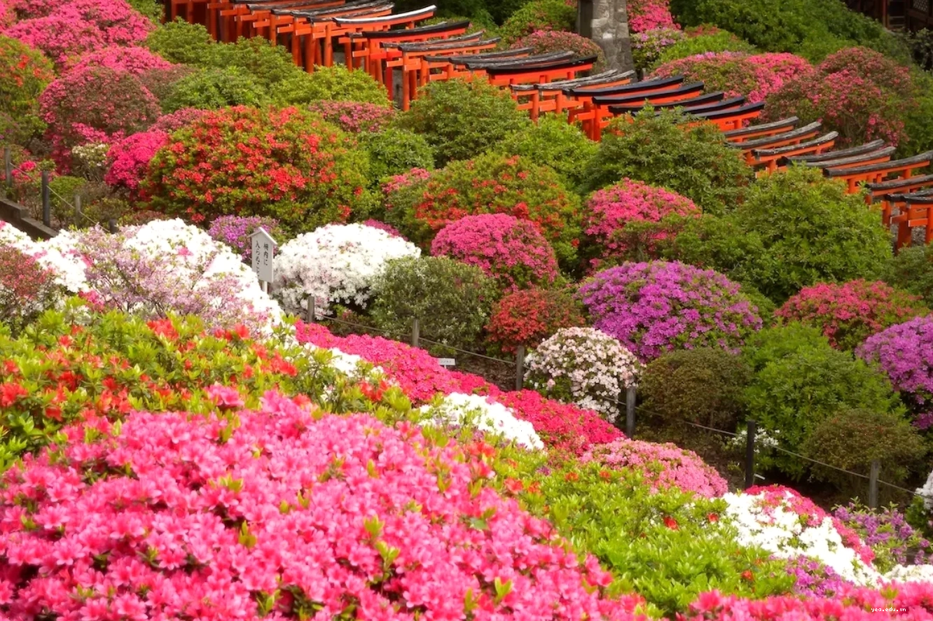 Hoa đỗ quyên Nhật Bản nở rộ xen giữa những chiếc cổng torii đỏ rực tại đền Nezu, Tokyo
