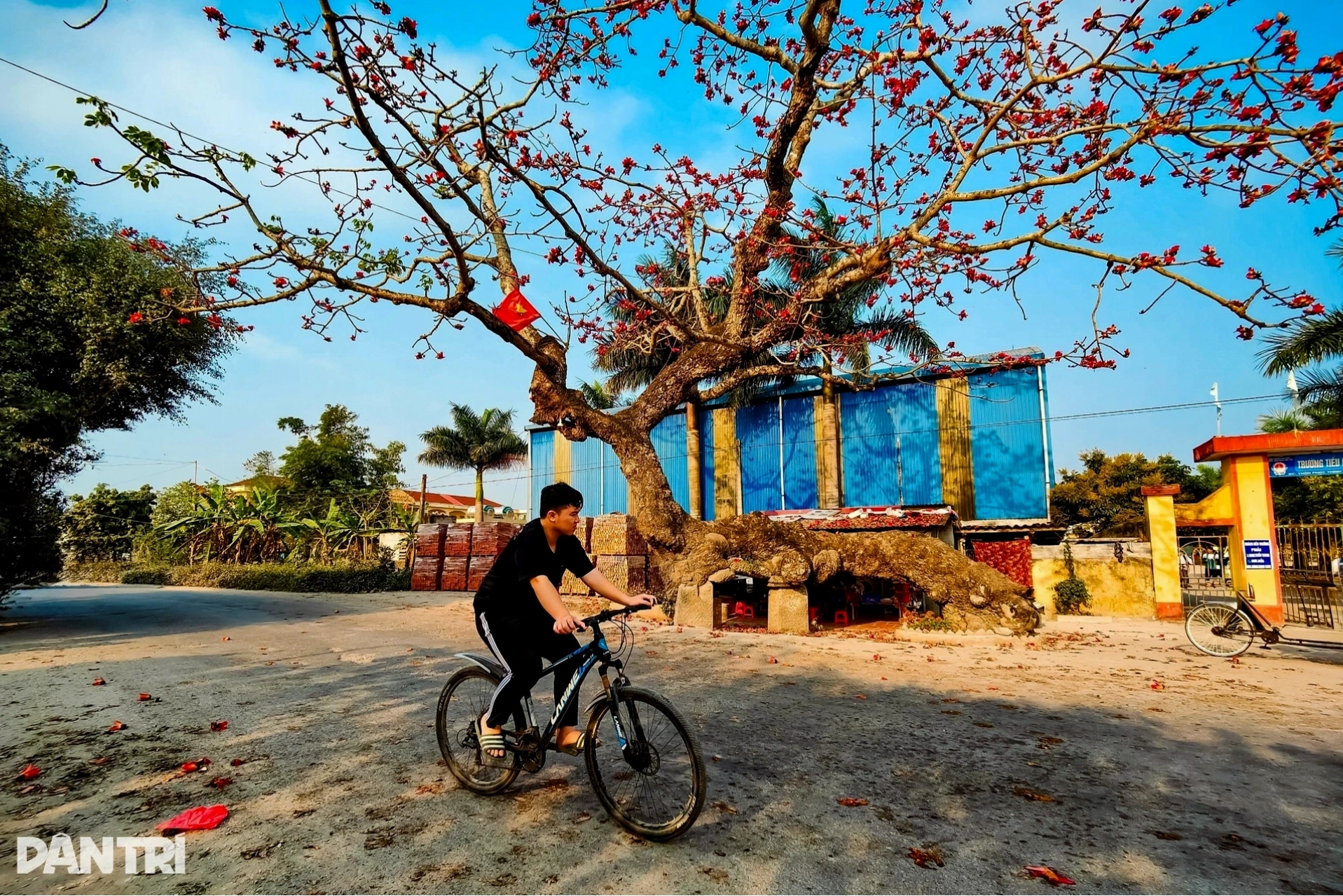 Hoa gạo nở rực trời