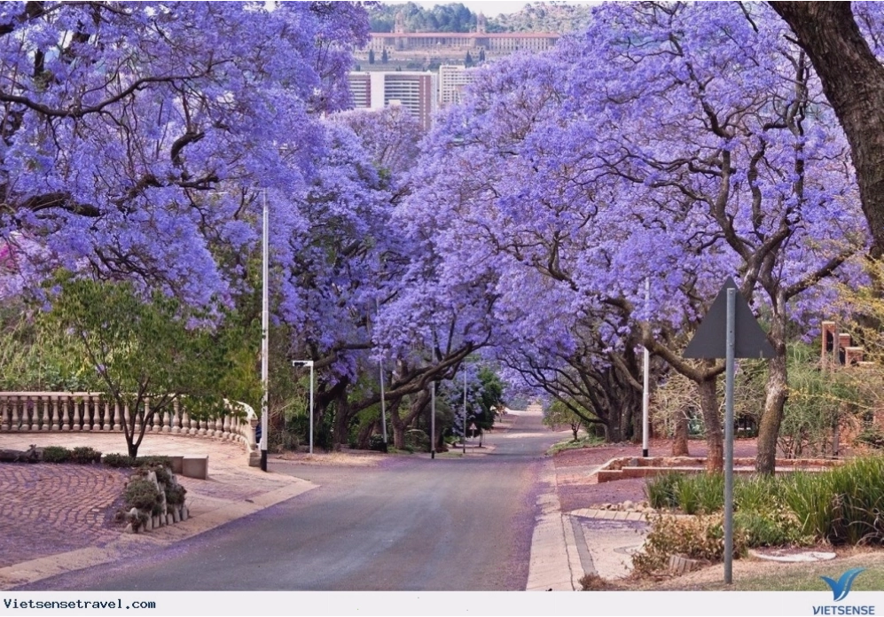 Hoa Jacaranda rực rỡ sắc tím trên đường phố Nam Phi