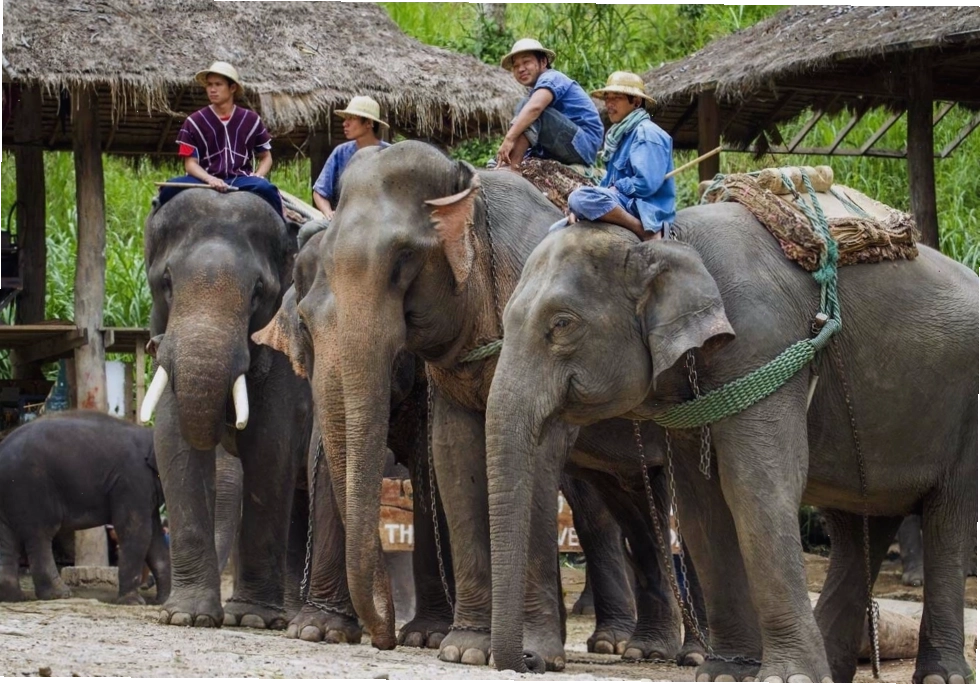 Hoa mai anh đào nở rộ tuyệt đẹp tại Chiang Mai