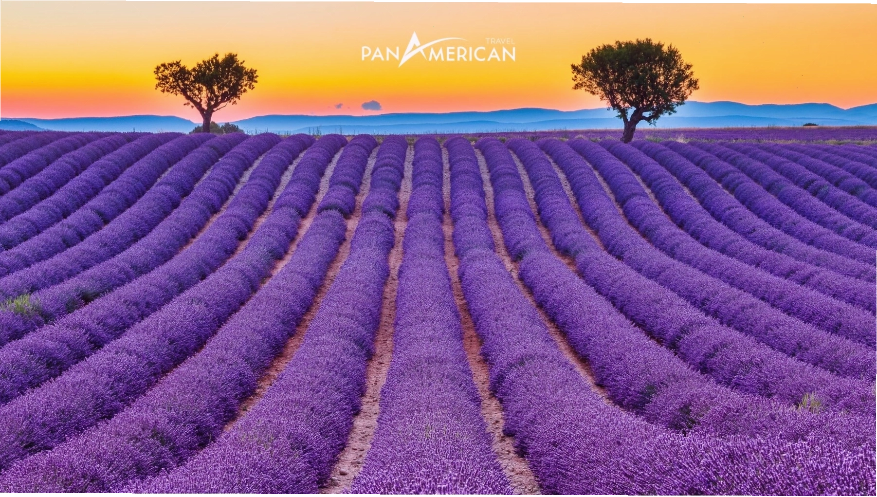 Hoa oải hương - Biểu tượng của cánh đồng hoa Provence