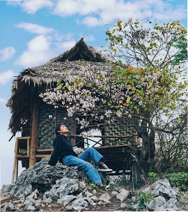 Hoa phượng đỏ rực nở vào tháng 5