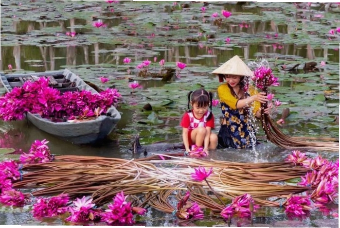 Hoa súng tím khoe sắc dưới nắng thu
