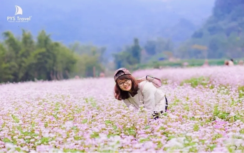 Hoa tam giác mạch Hà Giang nở rộ trong tiết trời se lạnh tháng 11