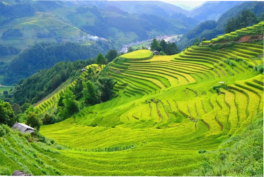 Hoa Tớ Dày bung nở trắng xóa trên sườn đồi Mù Cang Chải