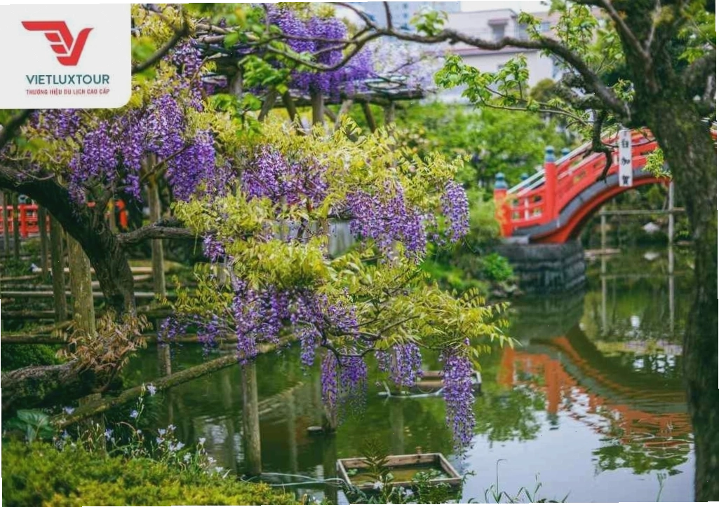 Hoa tử đằng bao quanh hồ nước và cầu gỗ tại Đền Kameido Tenjin
