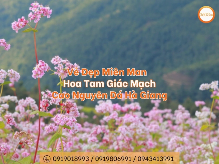Hoa Túc Mạch: Ý Nghĩa Sâu Sắc, Nguồn Gốc và Vẻ Đẹp Khó Cưỡng