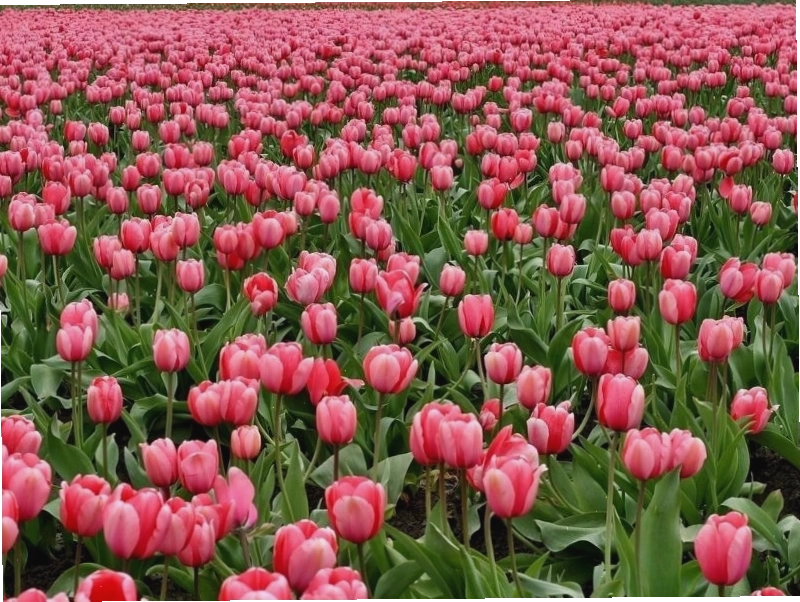 Hoa Tulip - Biểu tượng Hà Lan