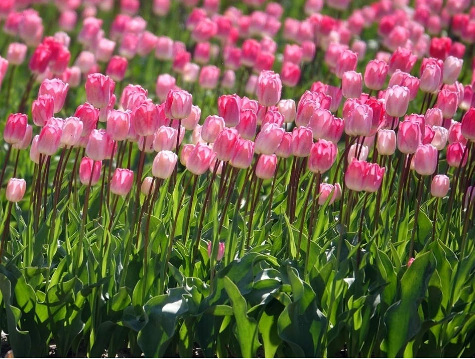 Hoa tulip trắng có ý nghĩa gì? Ý nghĩa hoa tulip theo từng màu