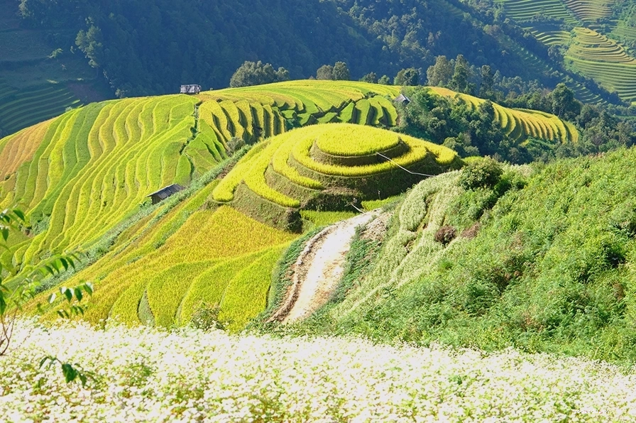 Hoàng hôn buông xuống trên cánh đồng Mù Cang Chải