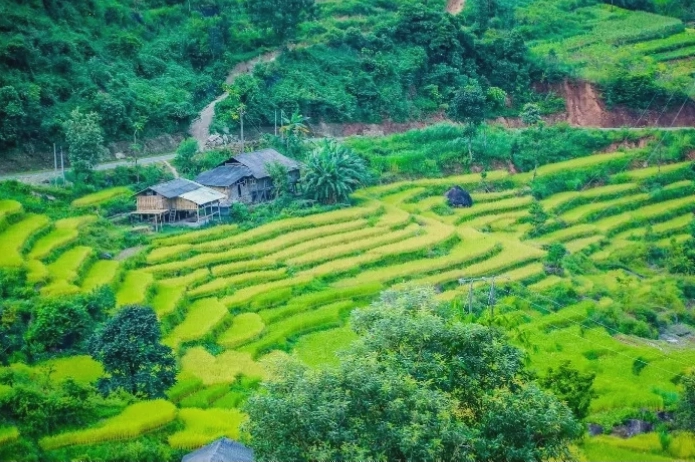 Hoàng Su Phì xanh mát mắt