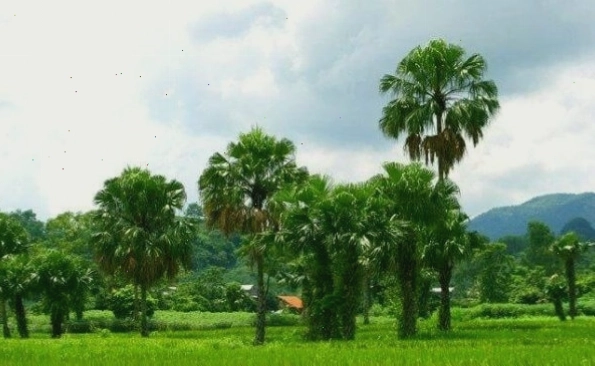 Hoạt động câu cá thư giãn tại Khu sinh thái Cọ Xanh