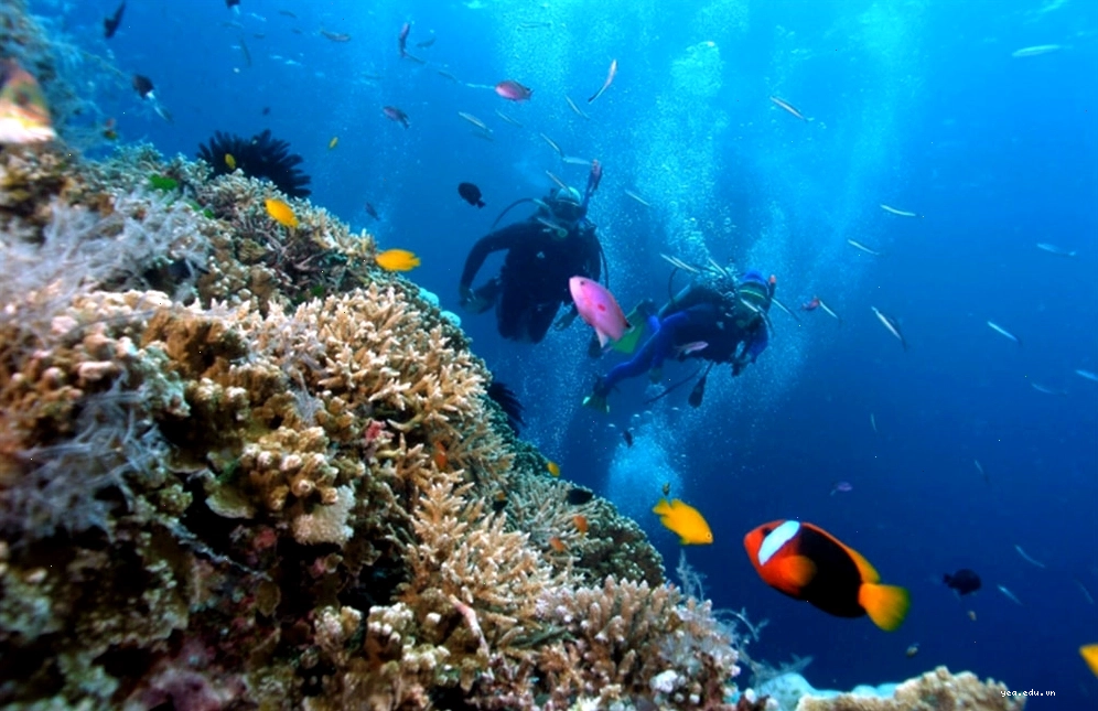 Hoạt động lặn biển tại Nha Trang
