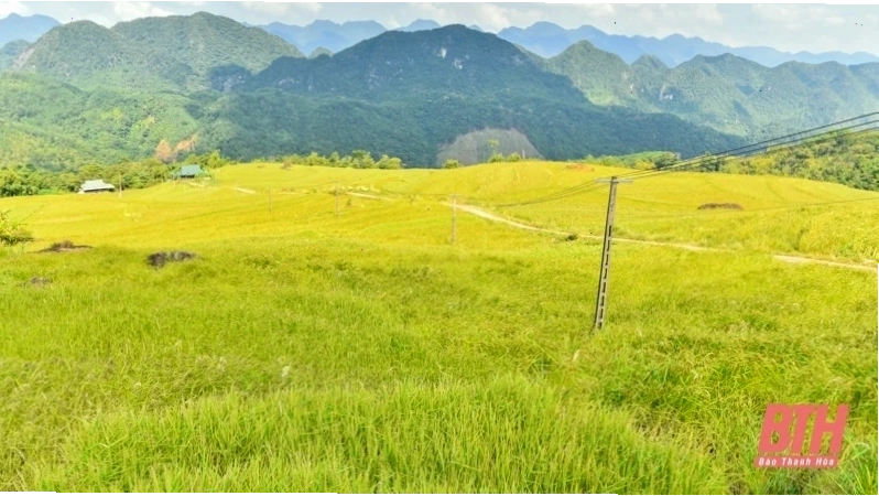 Hương lúa quê nhà tỏa ngát trong nắng vàng