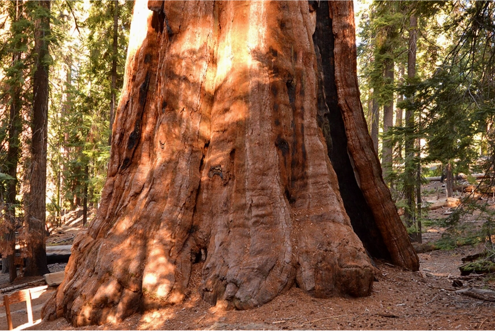 Hyperion, cây gỗ đỏ cao nhất thế giới tại California