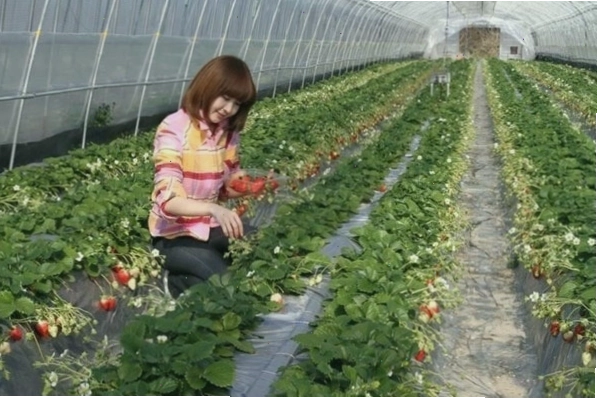 Ibaraki là tỉnh có diện tích công nghiệp lớn
