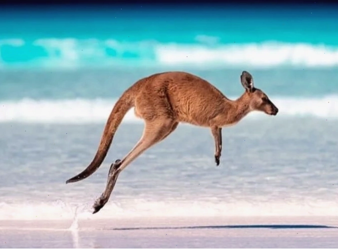 Kangaroo, biểu tượng quen thuộc của nước Úc