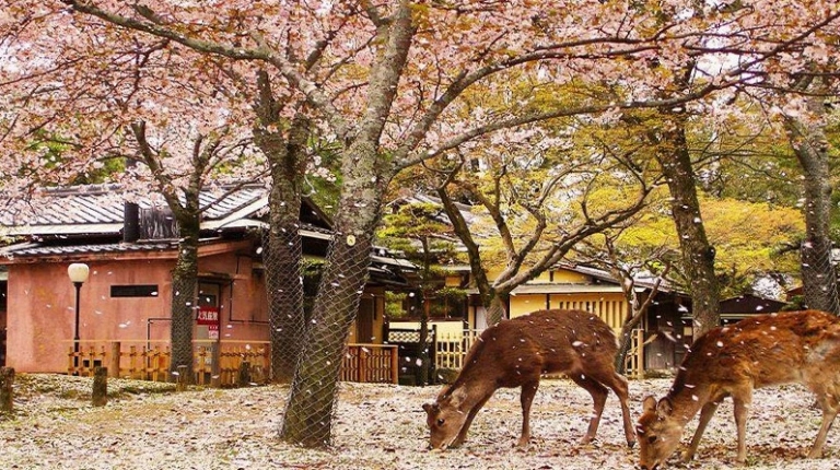 Khám phá 10+ danh lam thắng cảnh Nhật Bản đẹp như tranh vẽ năm 2026