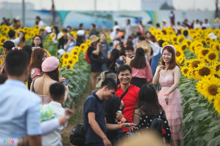Khám phá Cánh đồng hoa hướng dương Thủ Đức: Điểm check-in 'vàng' rực rỡ giữa lòng Sài Gòn