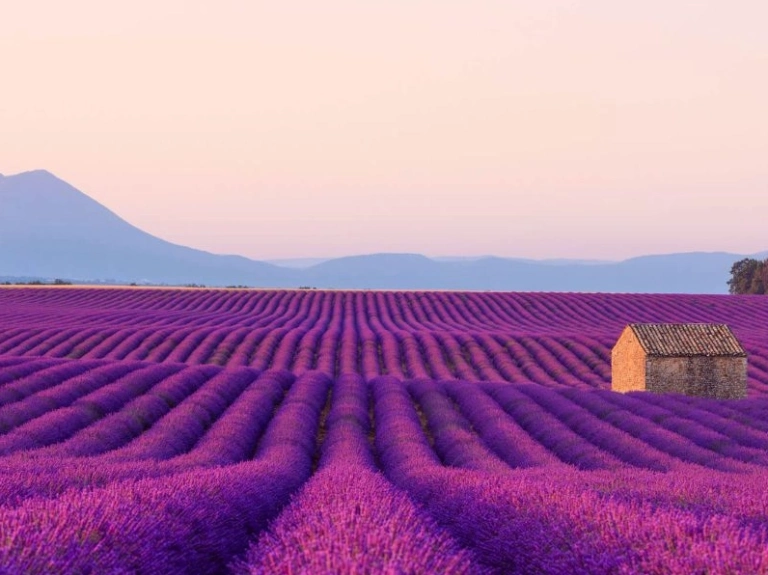 Khám phá cánh đồng hoa oải hương Provence Pháp: Mùa đẹp nhất và địa điểm lý tưởng