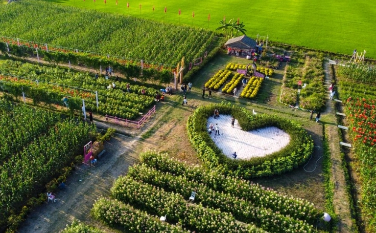 Khám phá Cánh đồng Hoa Thiên Anh An Giang điểm đến mới