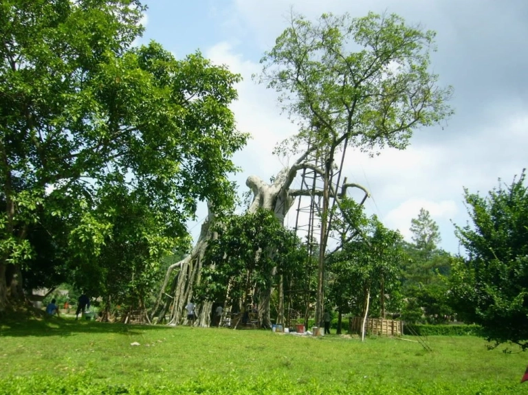 Khám phá Cây Đa Tân Trào Tuyên Quang: Biểu tượng Lịch sử và Du lịch