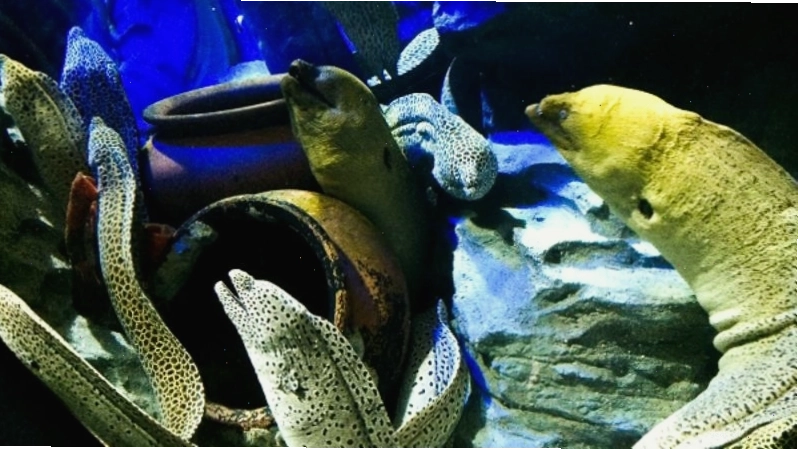 Khám phá lươn moray tại Sea Aquarium Singapore