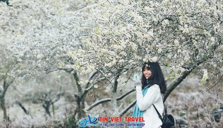 Khám Phá Mùa Hoa Mơ Mộc Châu: Vẻ Đẹp Tinh Khôi Giữa Núi Rừng Tây Bắc