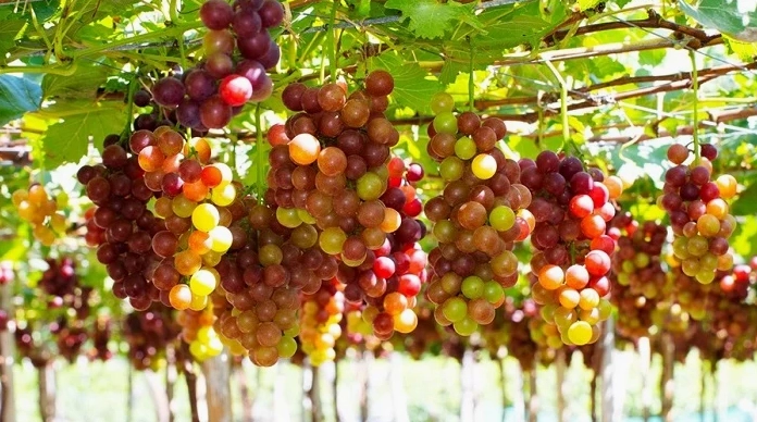Khám phá Nho Ngón Tay Ninh Thuận Loại Đặc Sản Cao Cấp