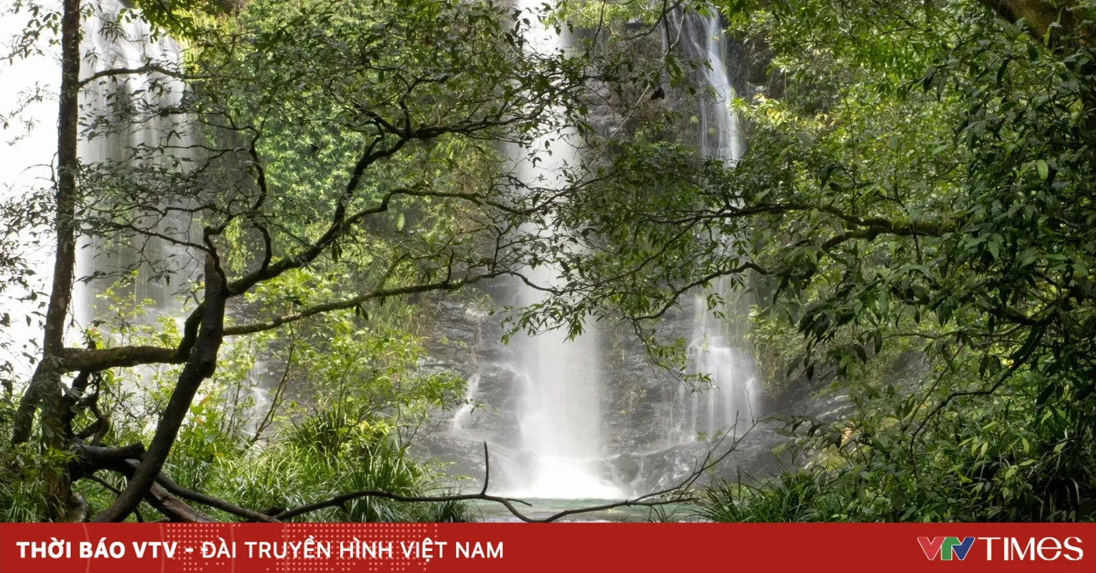 Khám Phá Những Khu Rừng Đẹp Nhất Thế Giới: Kỳ Quan Thiên Nhiên Đáng Chiêm Ngưỡng