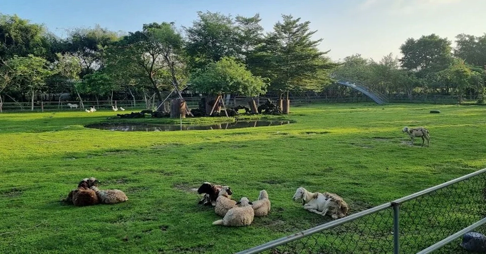 Khám phá Nông Trang Xanh Củ Chi: Điểm đến sinh thái lý tưởng cho mọi nhà