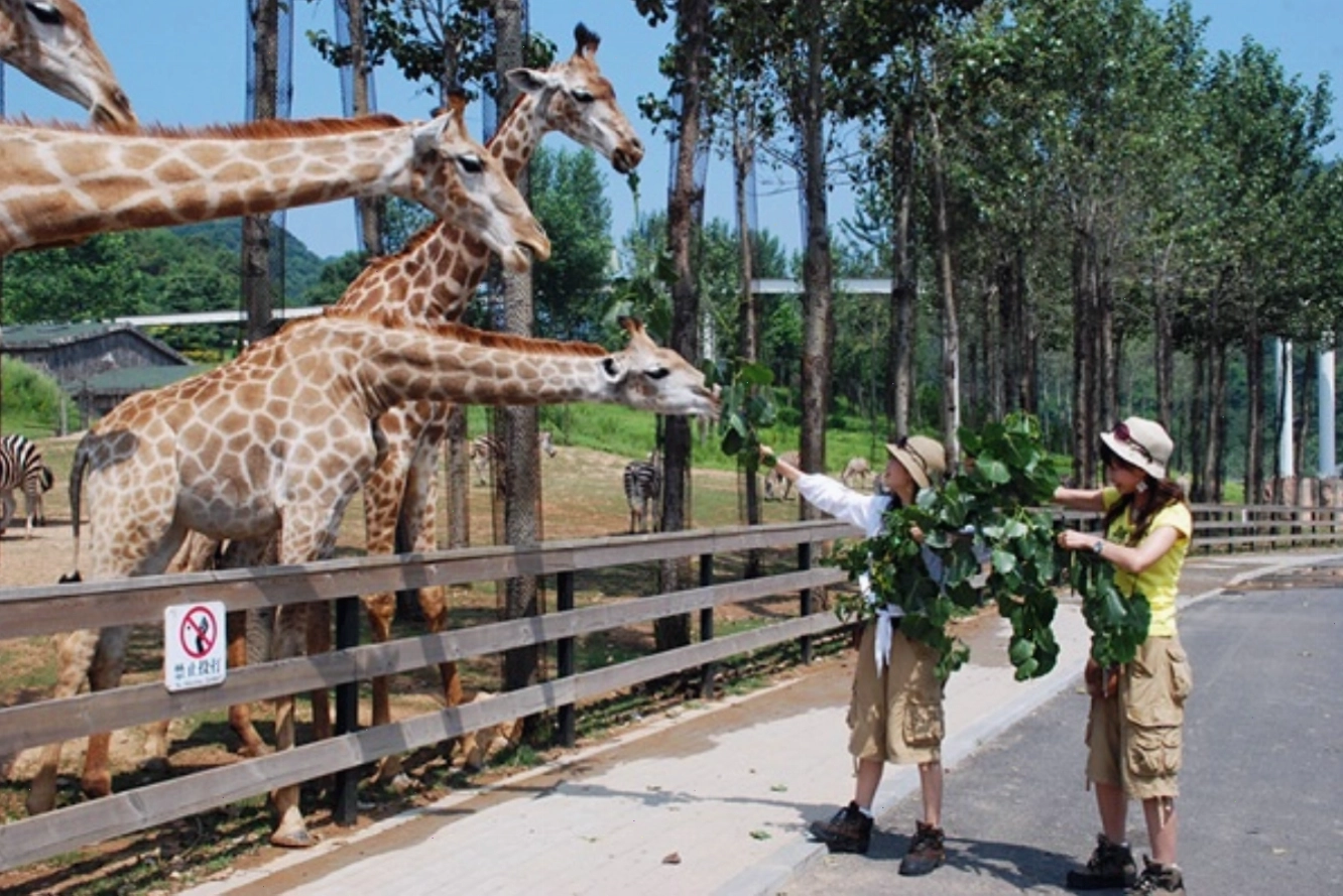 Khám phá thế giới động vật đa dạng tại Forest Zoo khi du lịch Đại Liên