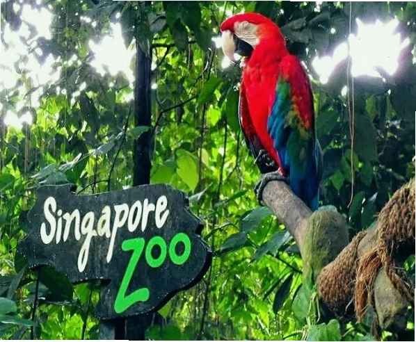 Khám phá thế giới động vật về đêm tại Night Safari Singapore