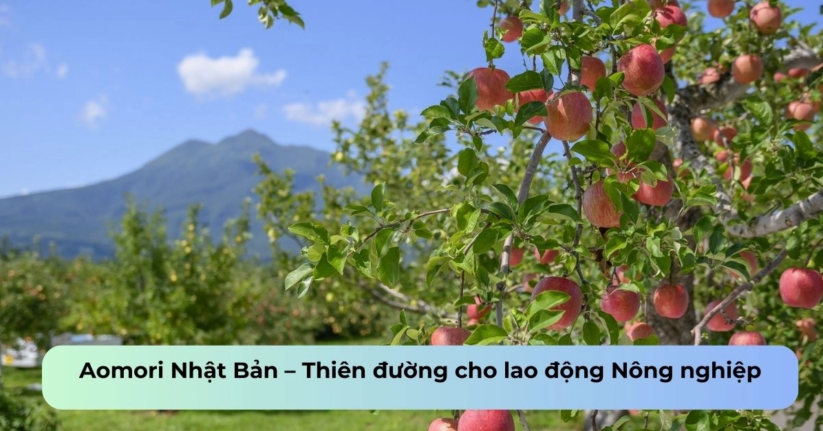Khám Phá Tỉnh Aomori Nhật Bản: Điểm Đến Lý Tưởng Cho Du Lịch và Lao Động