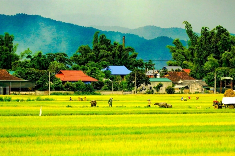 Khám phá vẻ đẹp cánh đồng Mường Thanh Điện Biên hùng vĩ