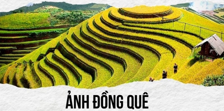Khám phá vẻ đẹp mê hồn của ảnh cánh đồng lúa chín vàng Việt Nam