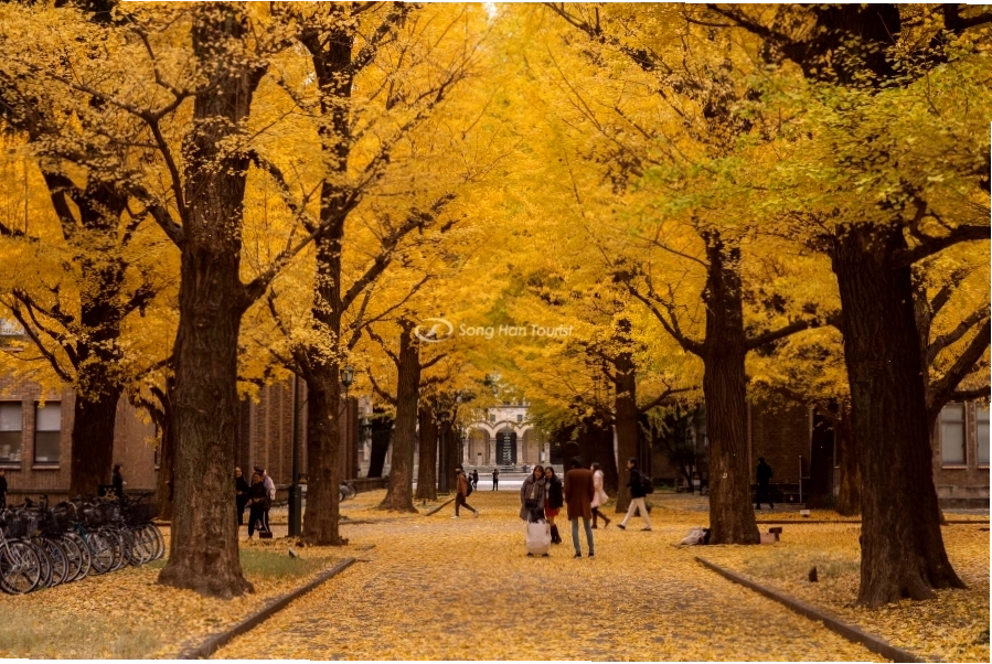 Không gian đậm chất thơ tại Đại học Tokyo với hàng cây rẻ quạt
