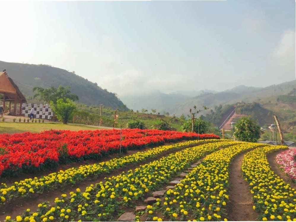 Không gian ngập tràn sắc hoa tại Mộc Châu Happy Land