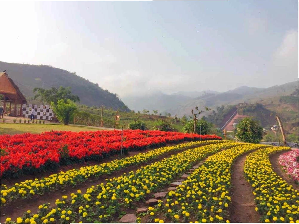 Không gian tràn ngập sắc hoa tại Mộc Châu Happy Land