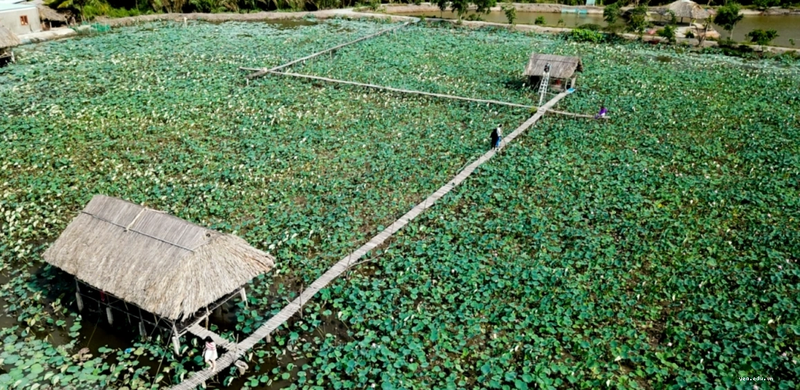 Không gian xanh mát tại Đầm Sen Tam Đa, TP.HCM