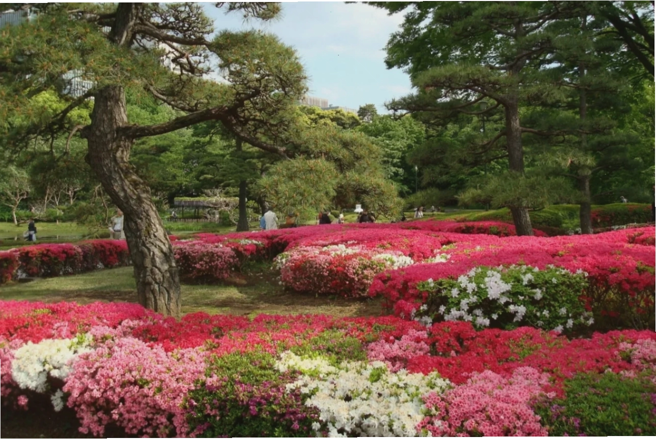 Không gian yên bình giữa lòng Tokyo tại vườn hoa đỗ quyên của Cung điện Hoàng gia